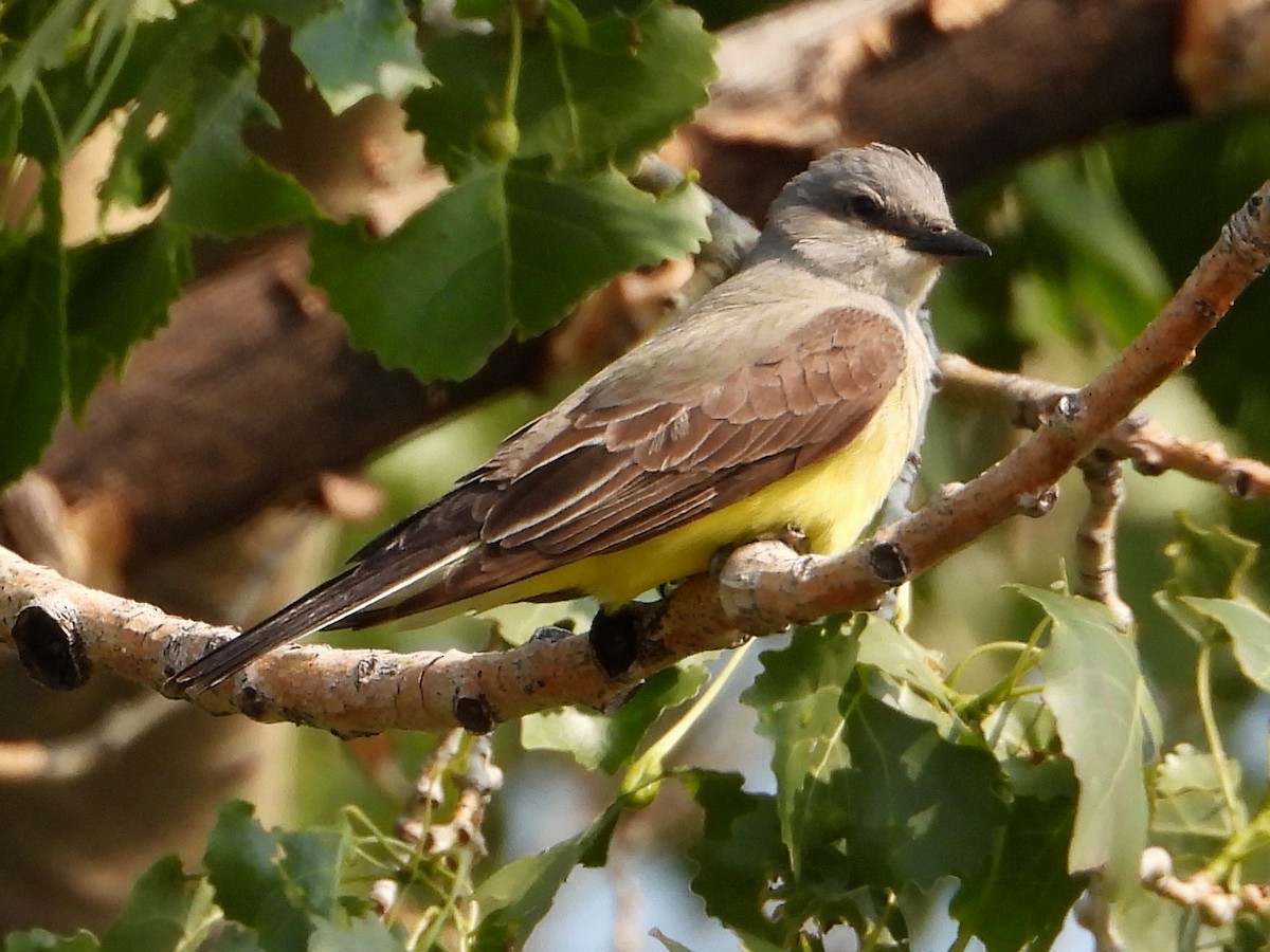 Western Kingbird - ML638325454