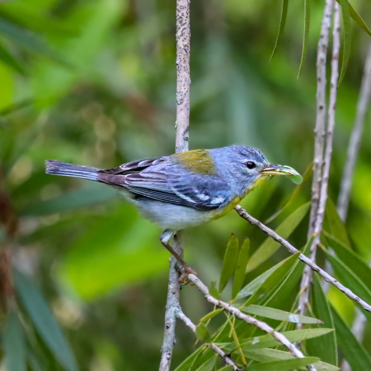 Northern Parula - ML638325455