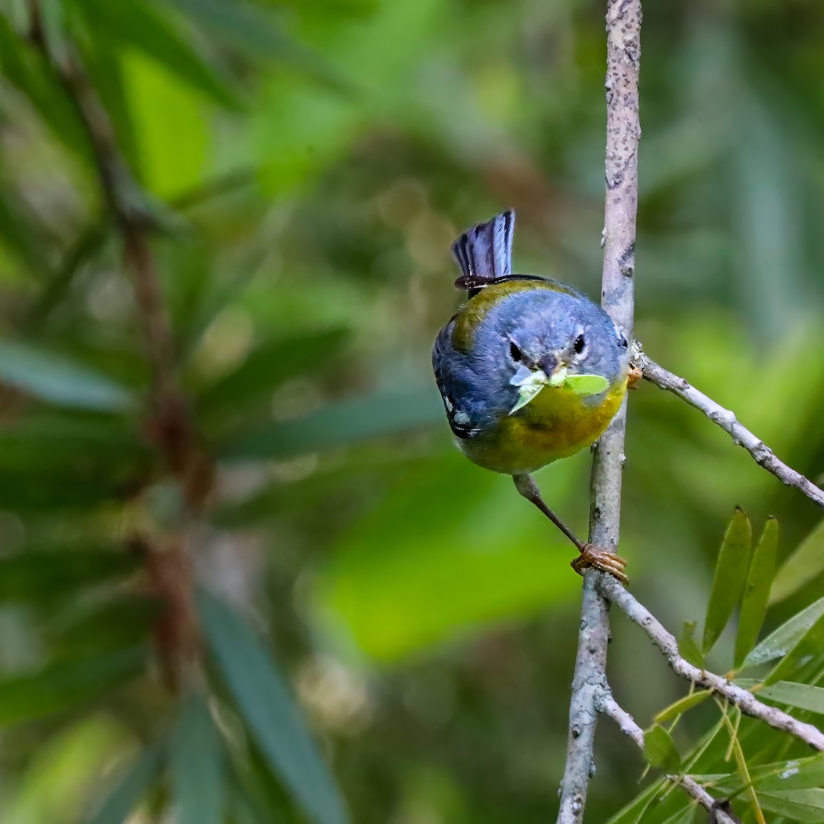 Northern Parula - ML638325456