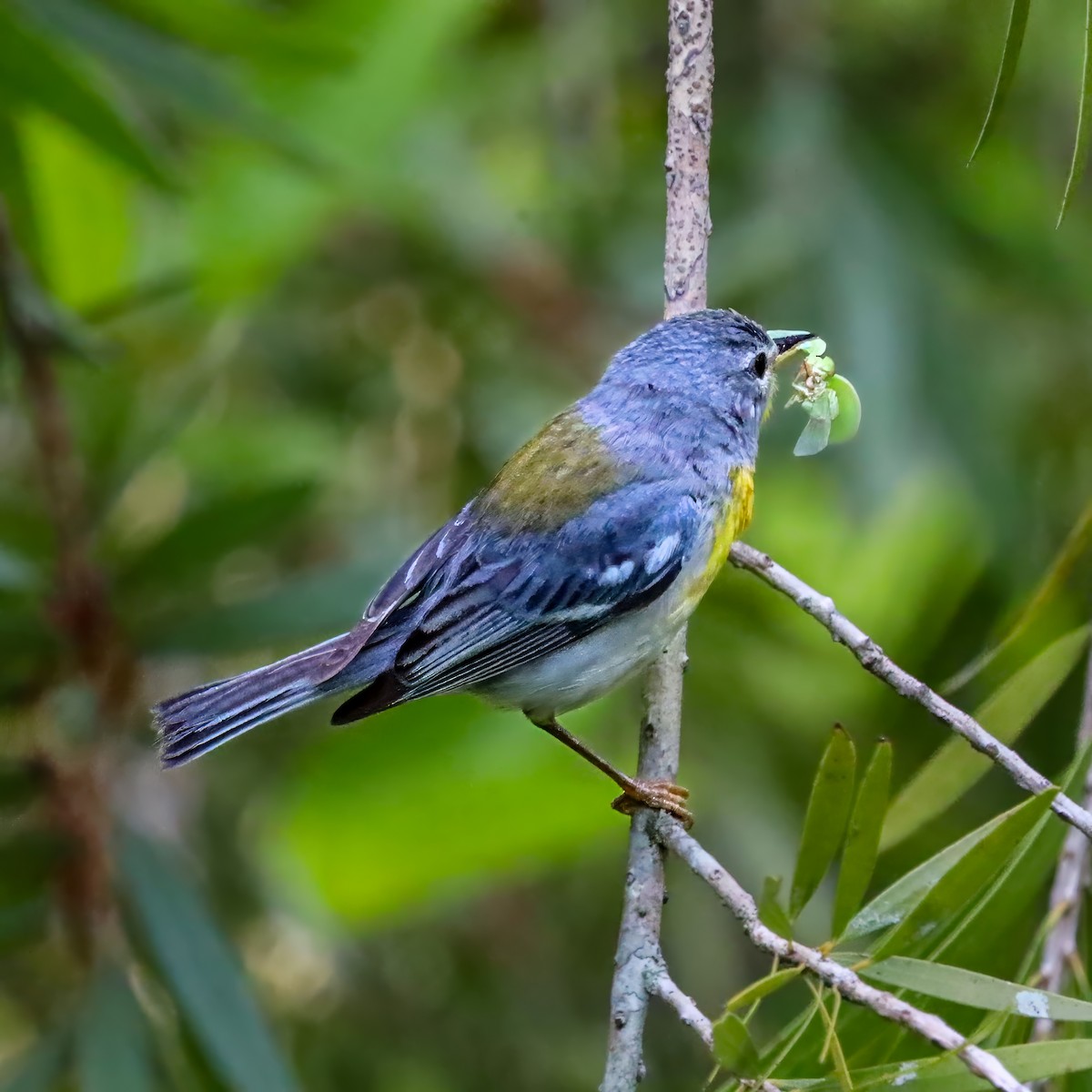 Northern Parula - ML638325457
