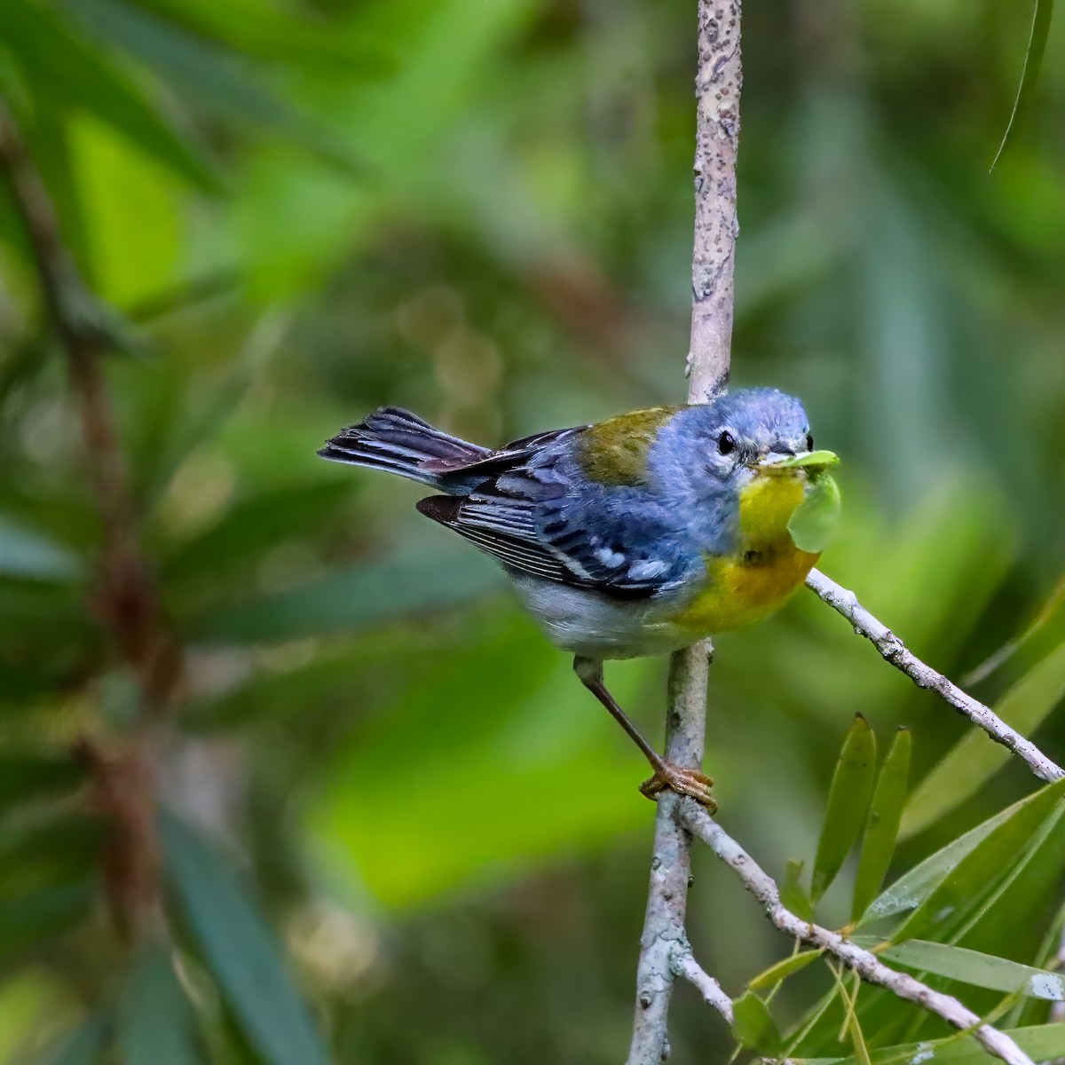 Northern Parula - ML638325460