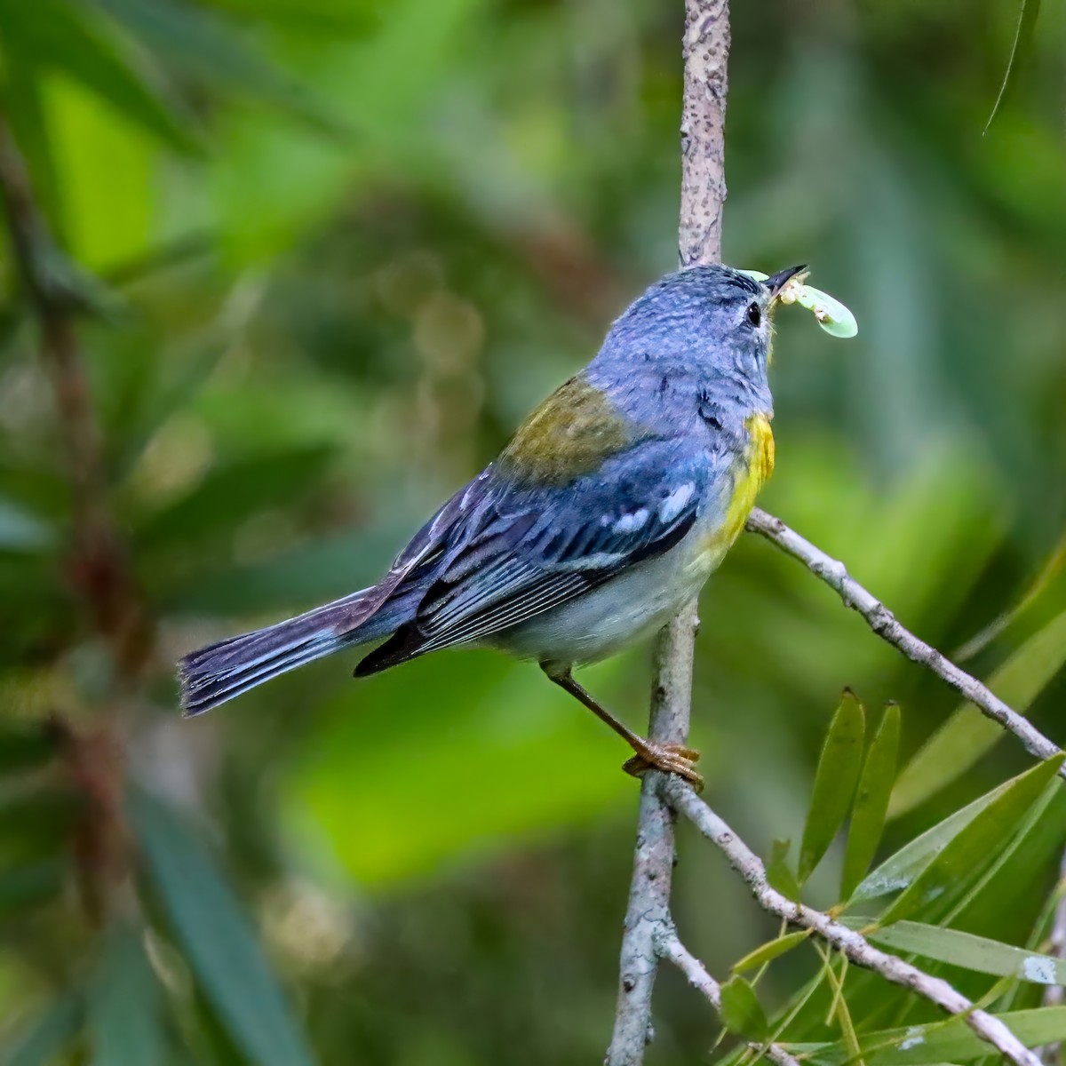 Northern Parula - ML638325461