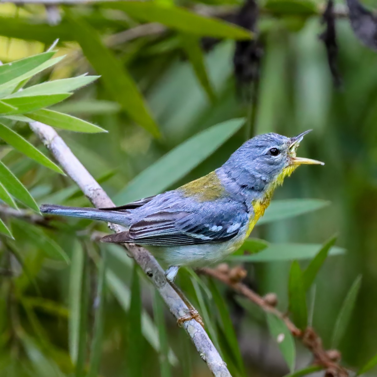 Northern Parula - ML638325464