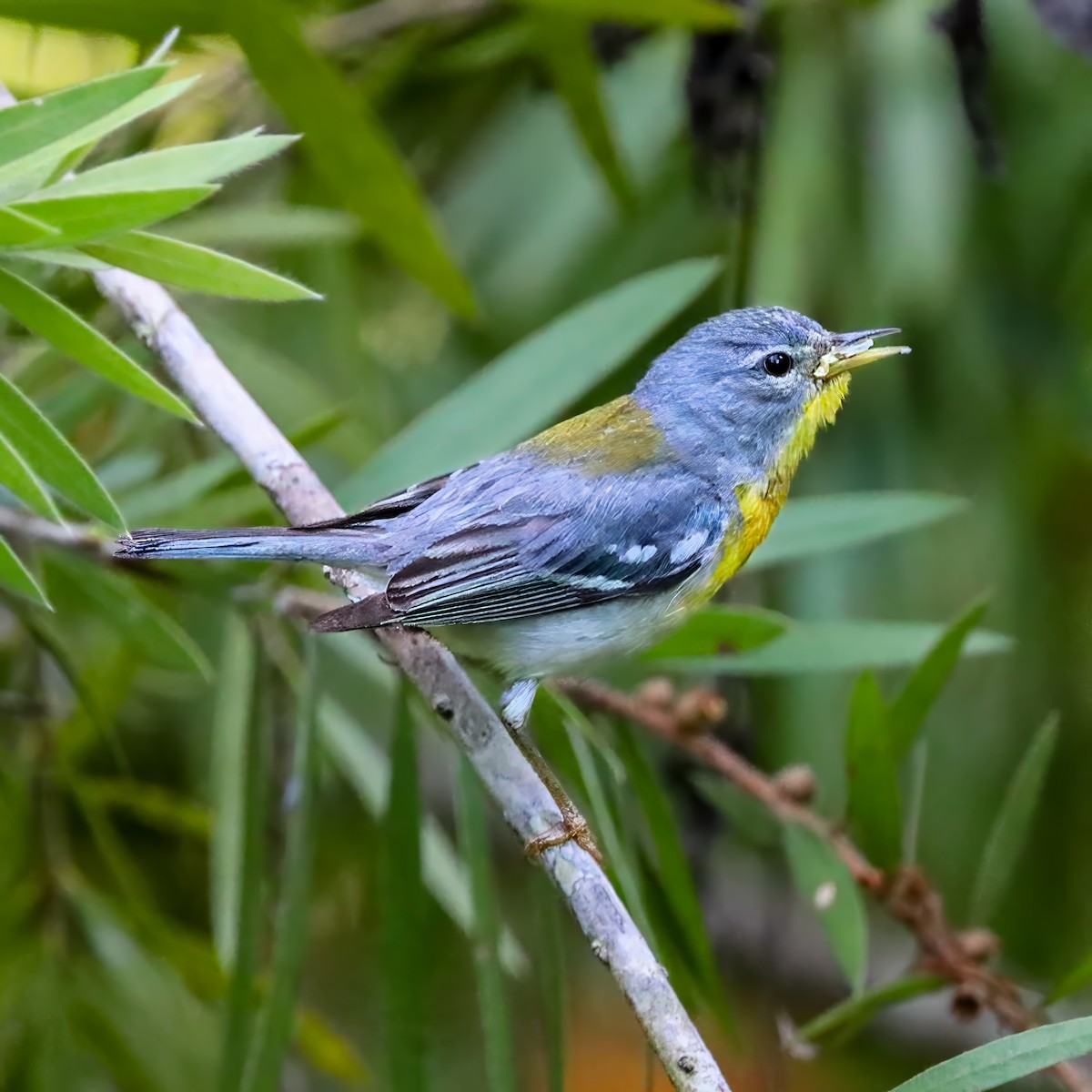 Northern Parula - ML638325465