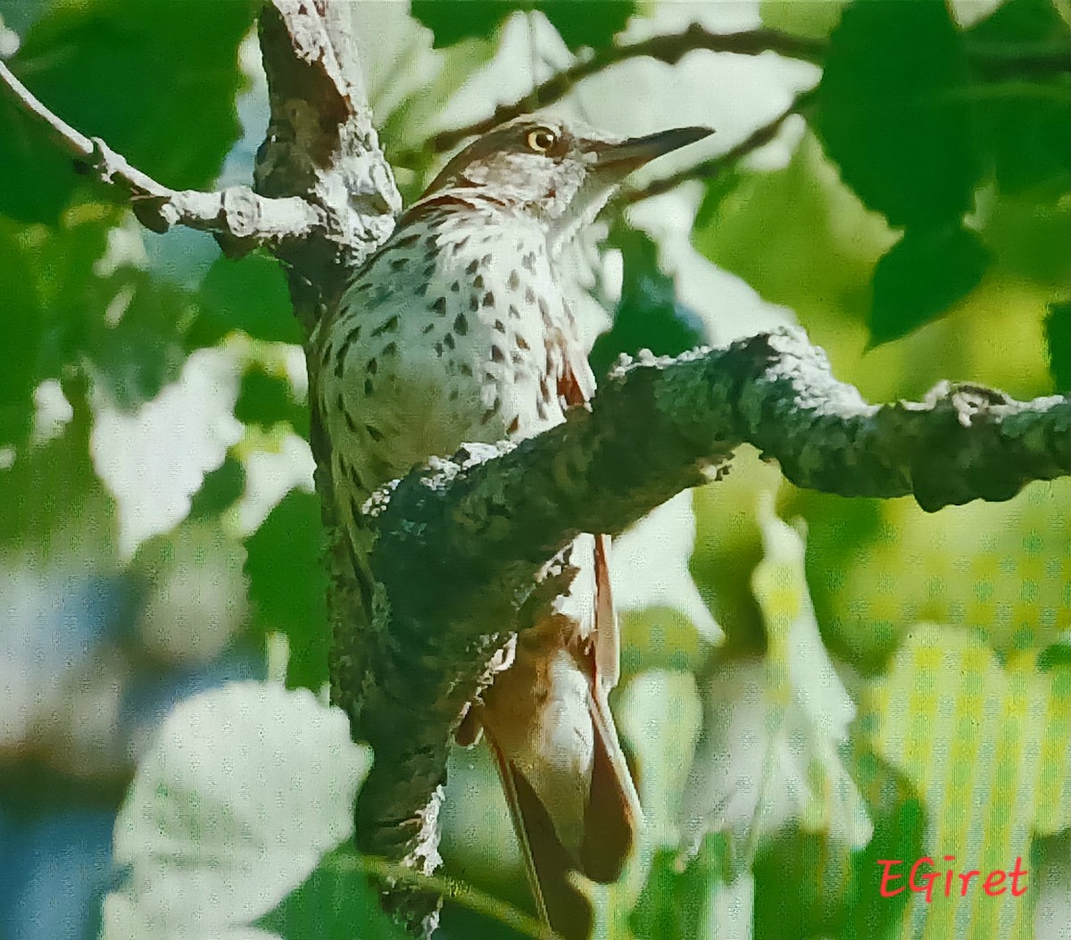 Brown Thrasher - ML638325478