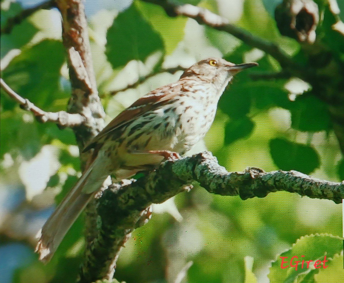 Brown Thrasher - ML638325491