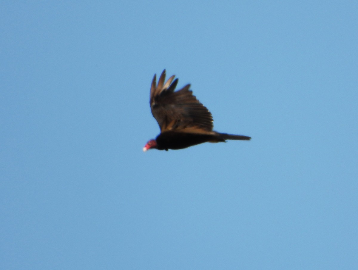 Aura Gallipavo - ML638325494