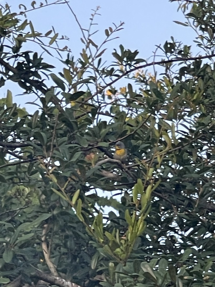 Northern Parula - ML638325496