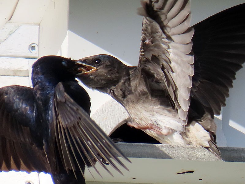 Purple Martin - ML638325497