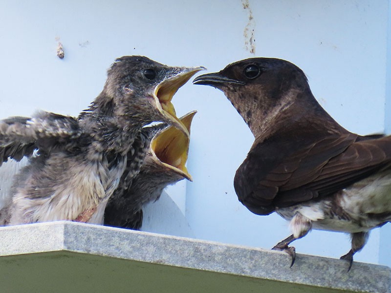 Purple Martin - ML638325499