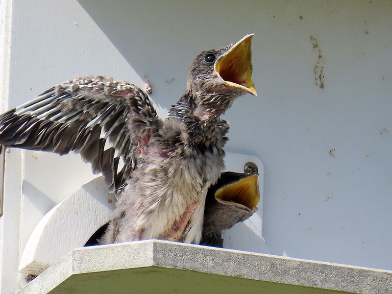 Purple Martin - ML638325500