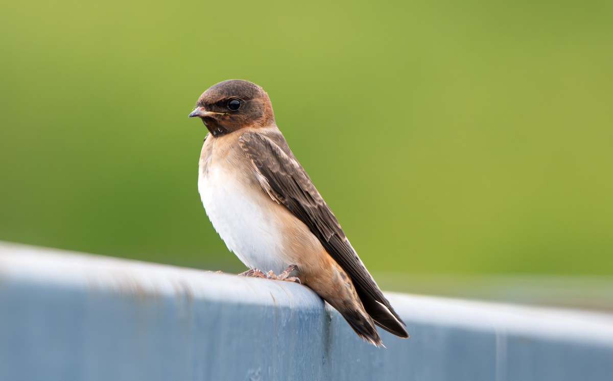 Golondrina Risquera - ML638325511