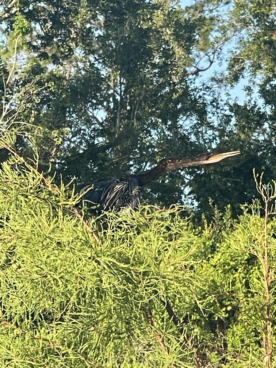 Anhinga amerikarra - ML638325512