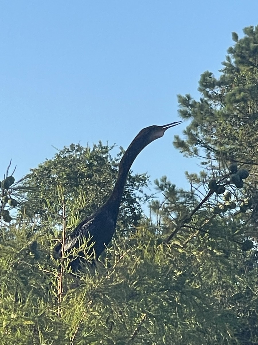 Anhinga amerikarra - ML638325513
