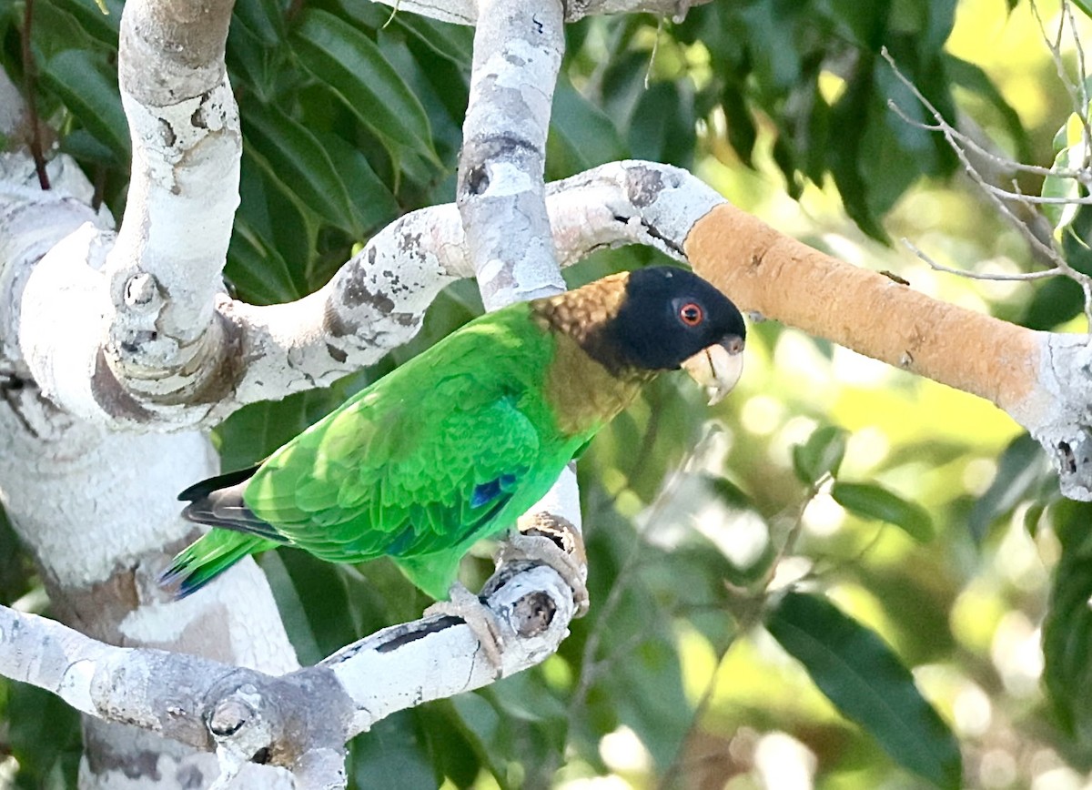Caica Parrot - ML638325514