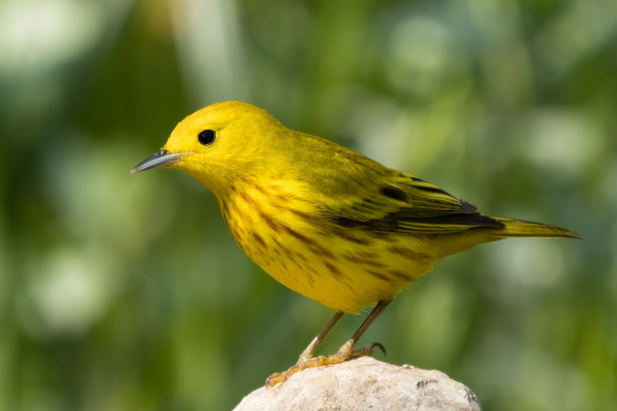 Paruline jaune - ML638325515