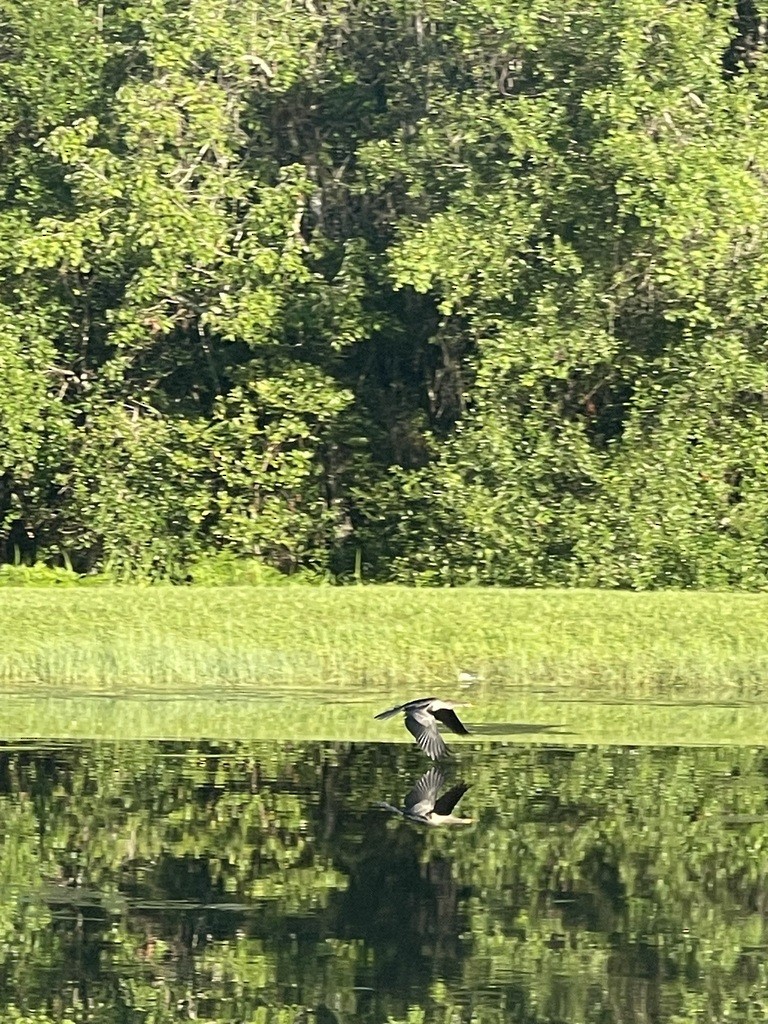 Anhinga amerikarra - ML638325525