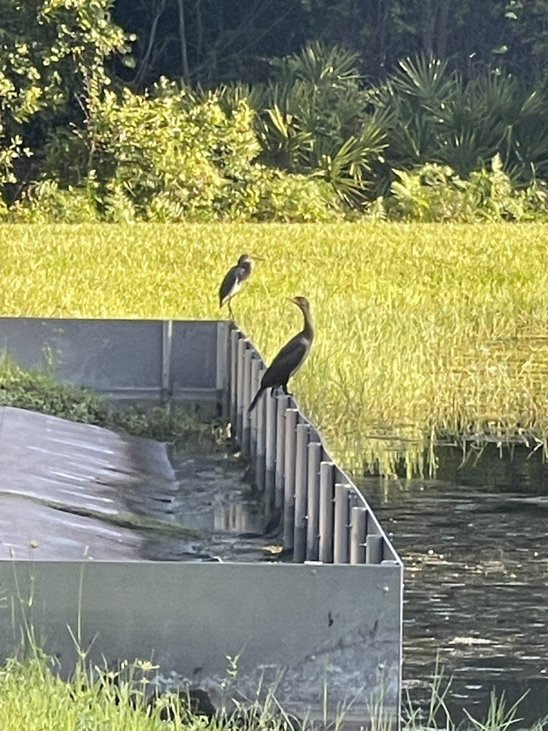 Double-crested Cormorant - ML638325536