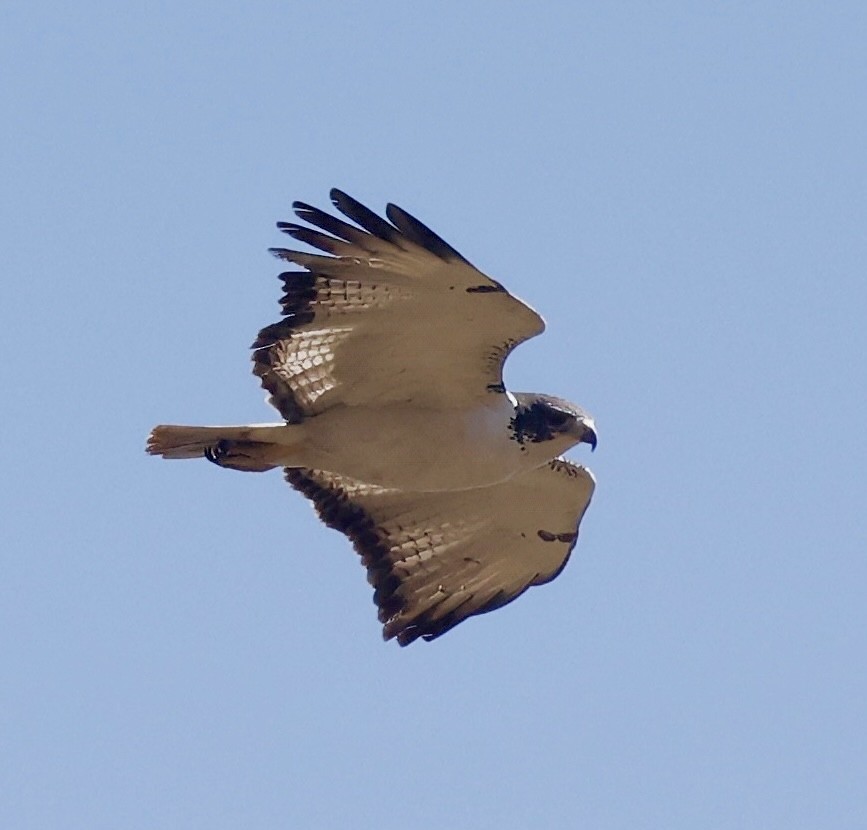 Augur Buzzard - ML638325552