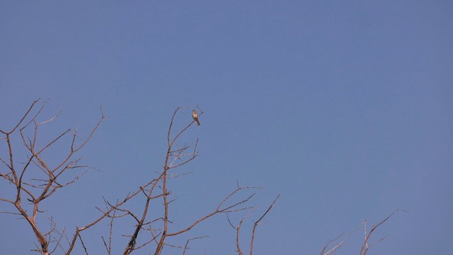Cassin's Sparrow - ML638325560