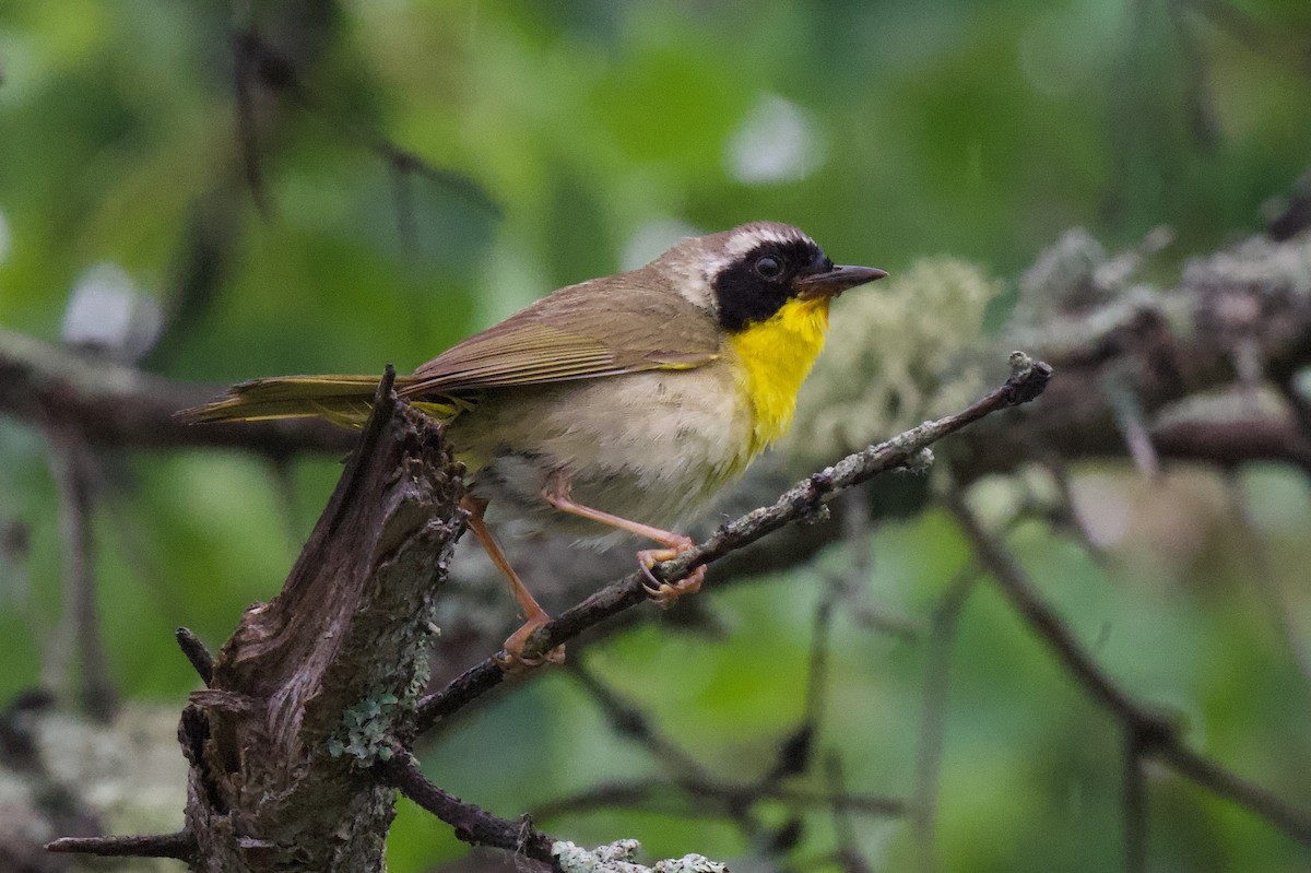 Common Yellowthroat - ML638325576