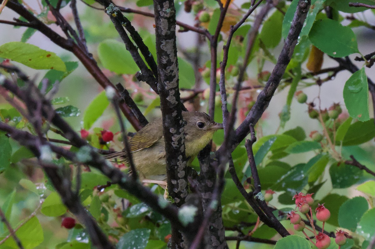Common Yellowthroat - ML638325577