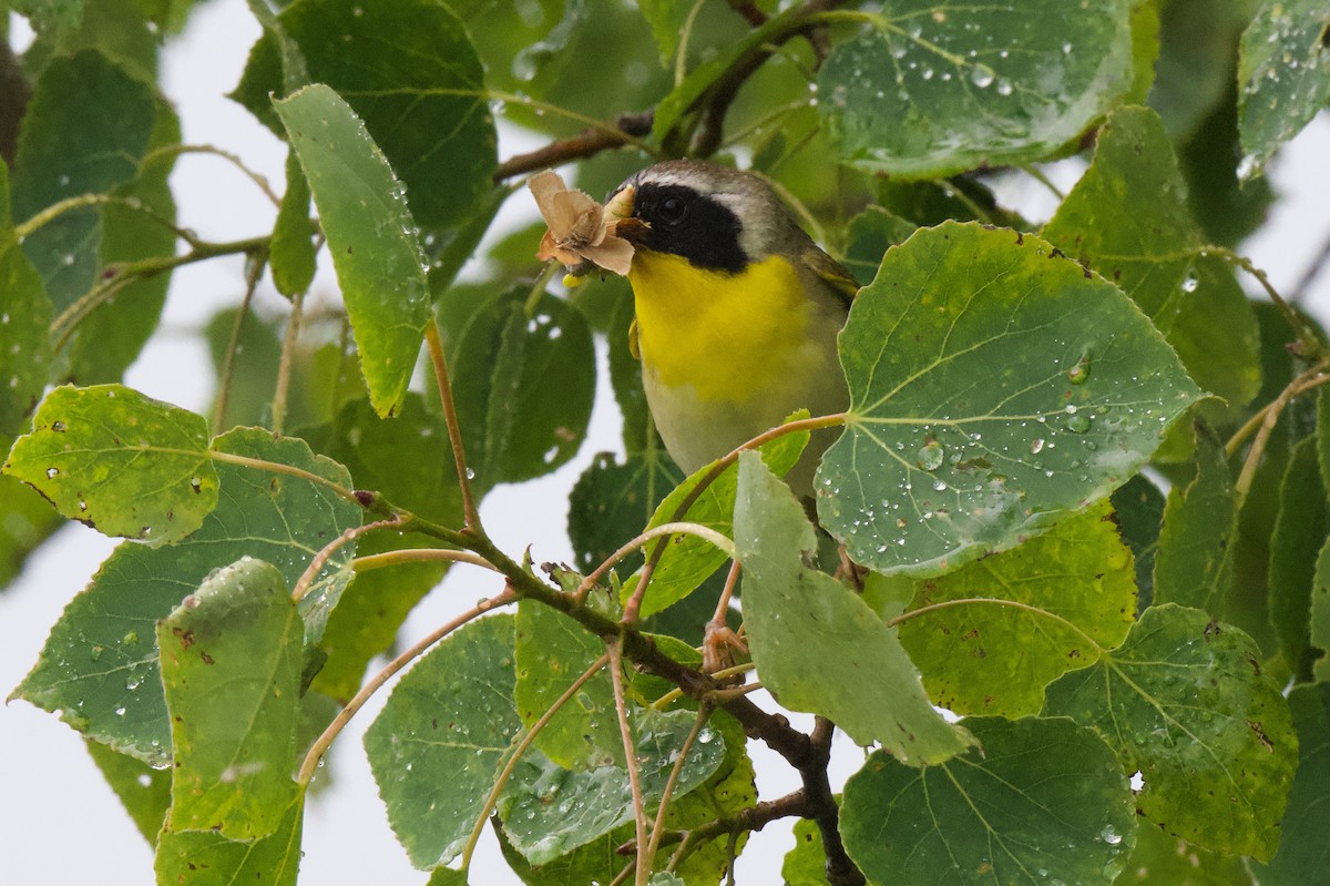 Common Yellowthroat - ML638325578