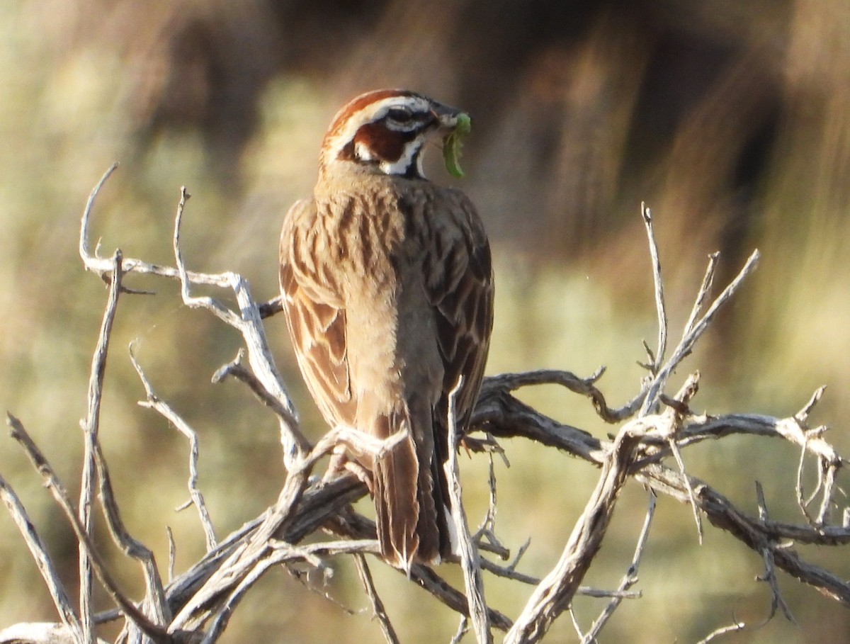 Lark Sparrow - ML638325579