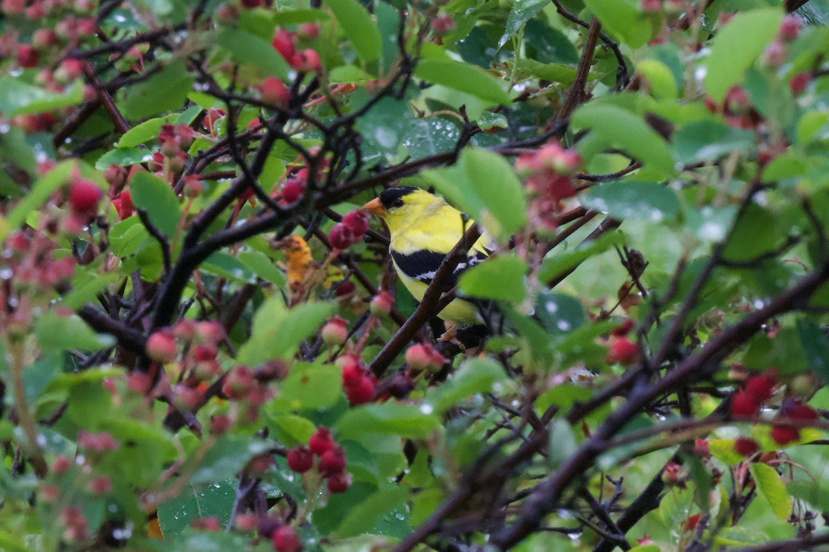 American Goldfinch - ML638325584