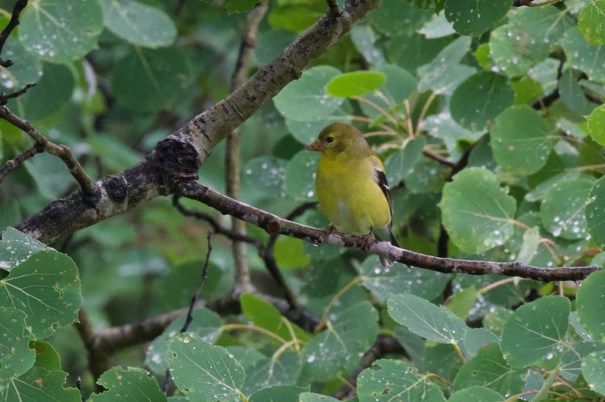 American Goldfinch - ML638325585