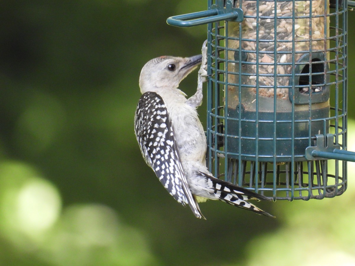 Red-bellied Woodpecker - ML638325601
