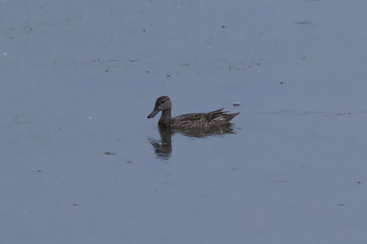 Blue-winged Teal - ML638325602