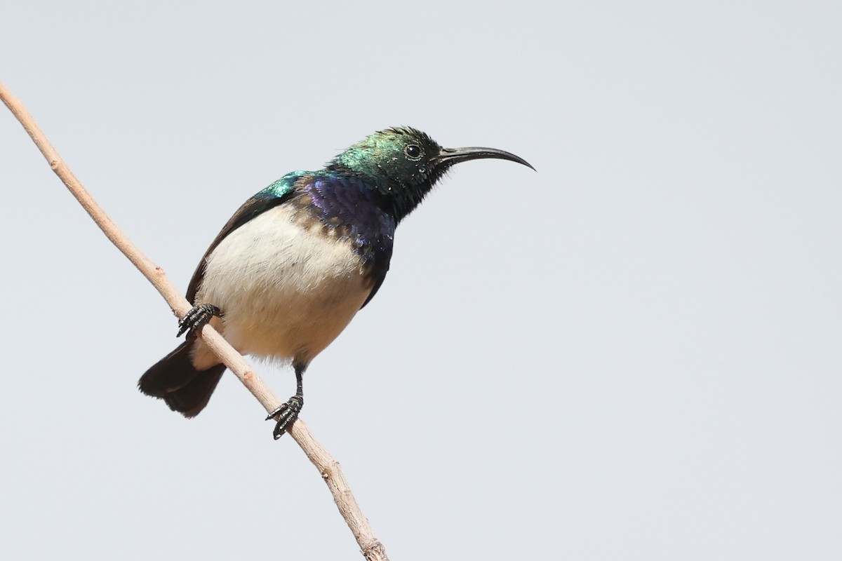 White-bellied Sunbird - ML638325603