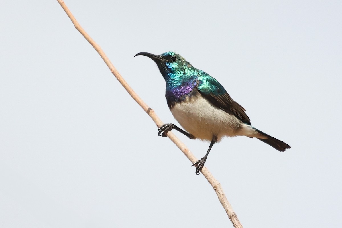 White-bellied Sunbird - ML638325604