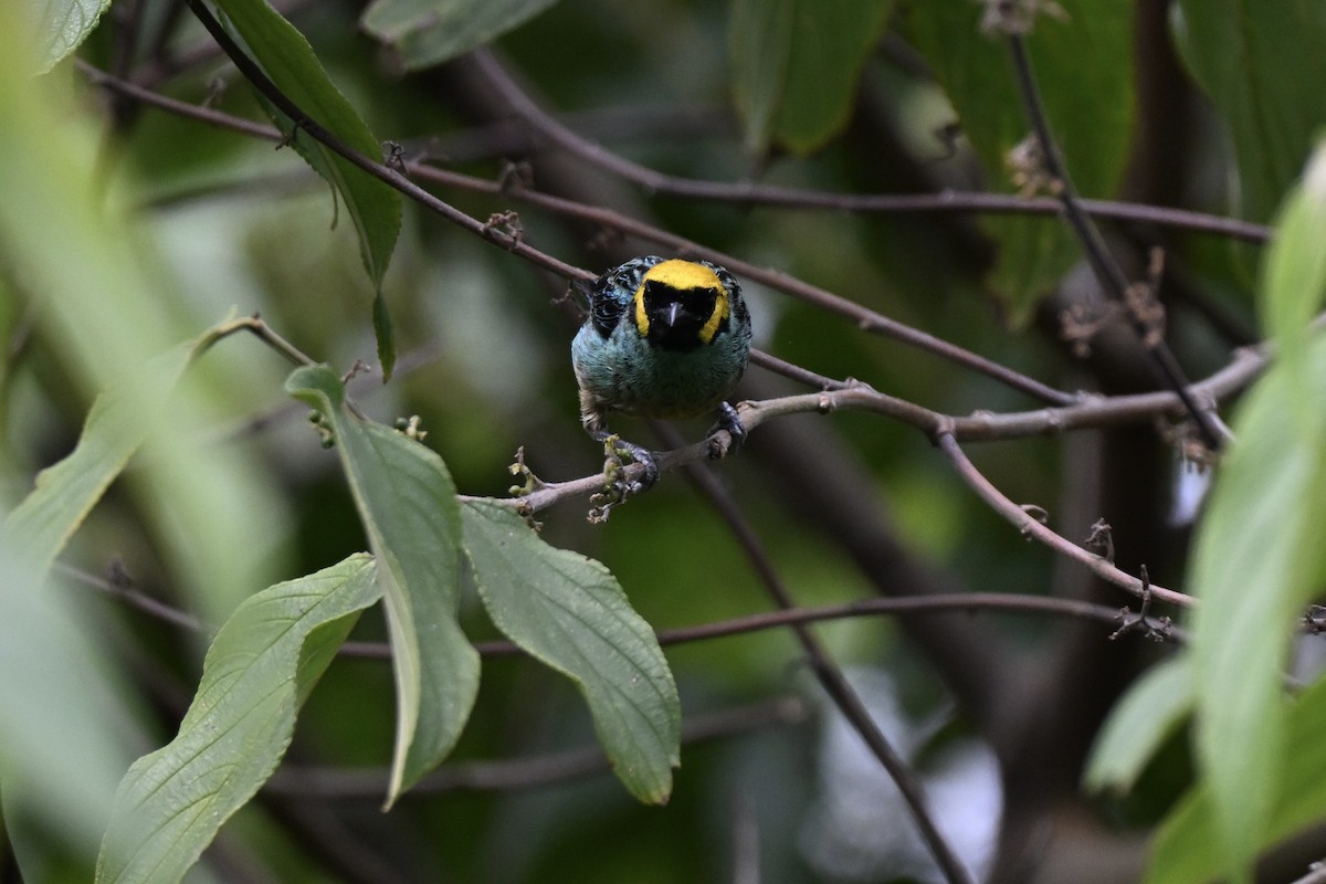 Tangara Coronigualda - ML638325607