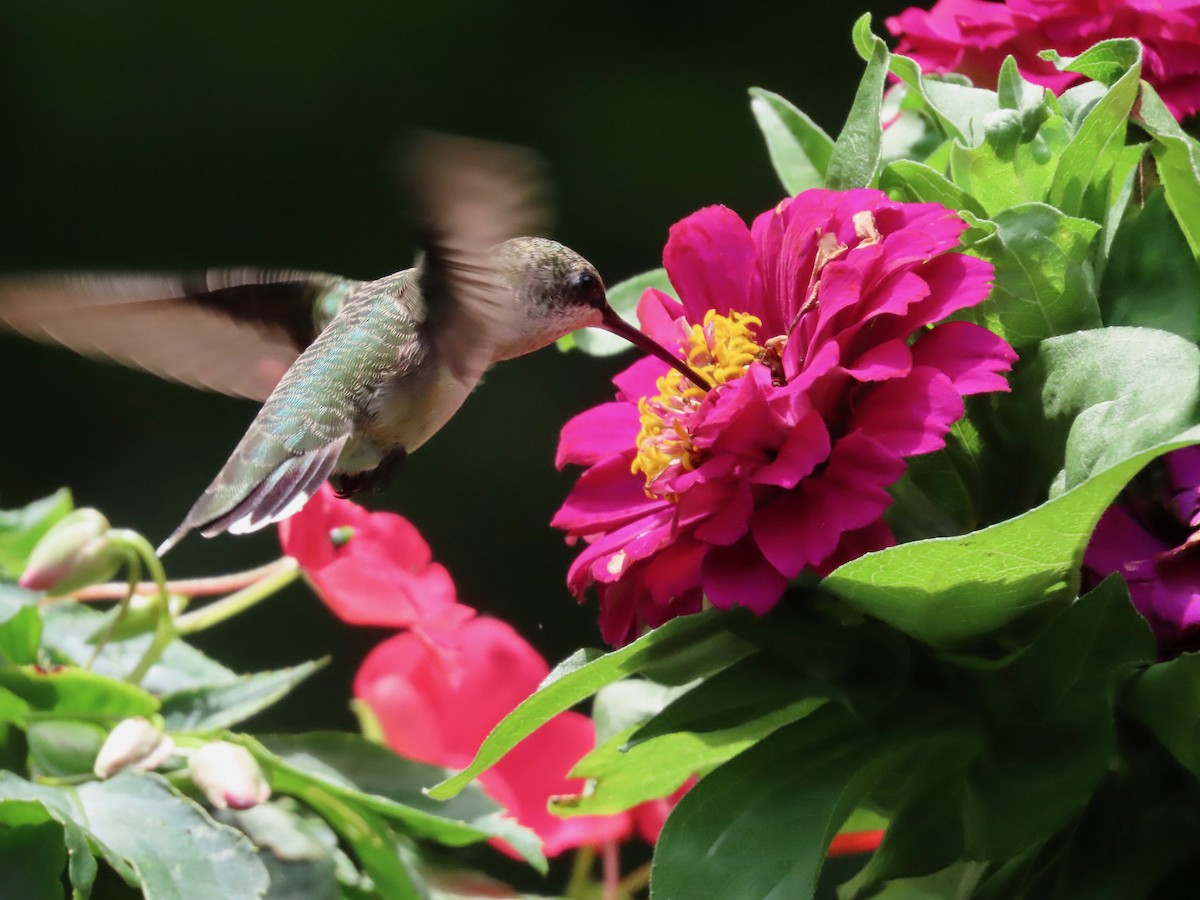 Ruby-throated Hummingbird - ML638325615