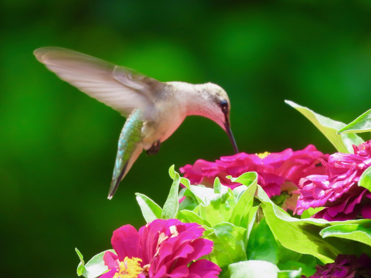 Ruby-throated Hummingbird - ML638325623