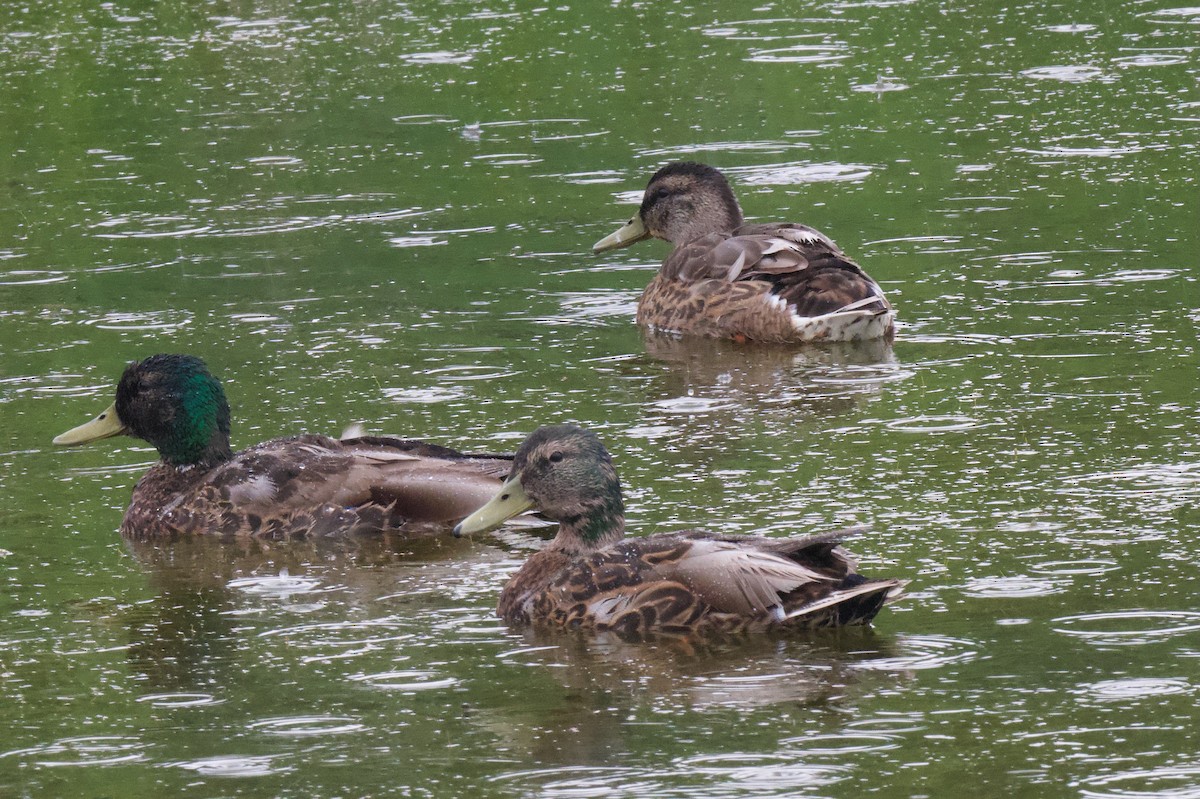 Canard colvert - ML638325626