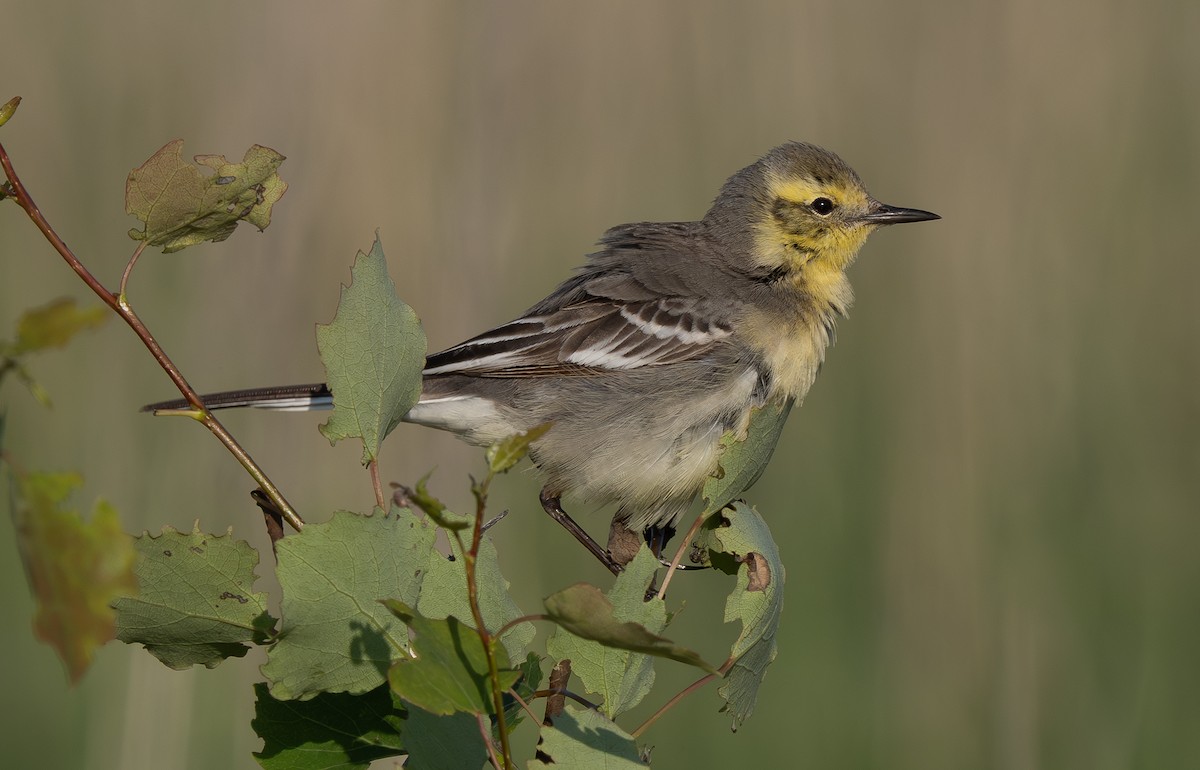 Citrine Wagtail - ML638325633