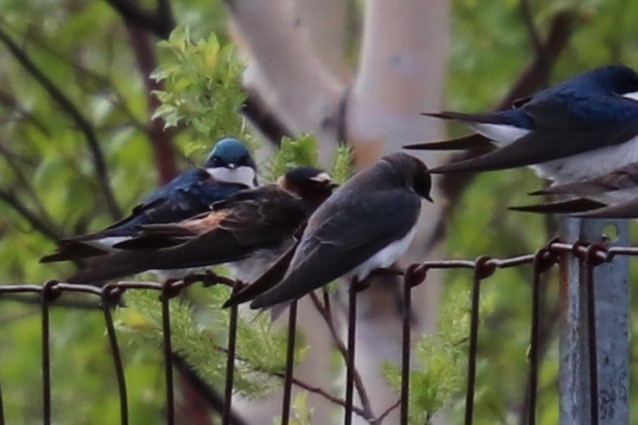 Golondrina Risquera - ML638325635