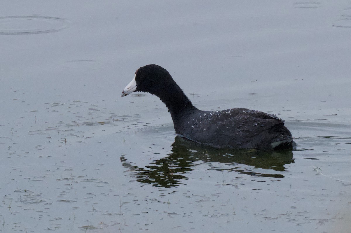 American Coot - ML638325636