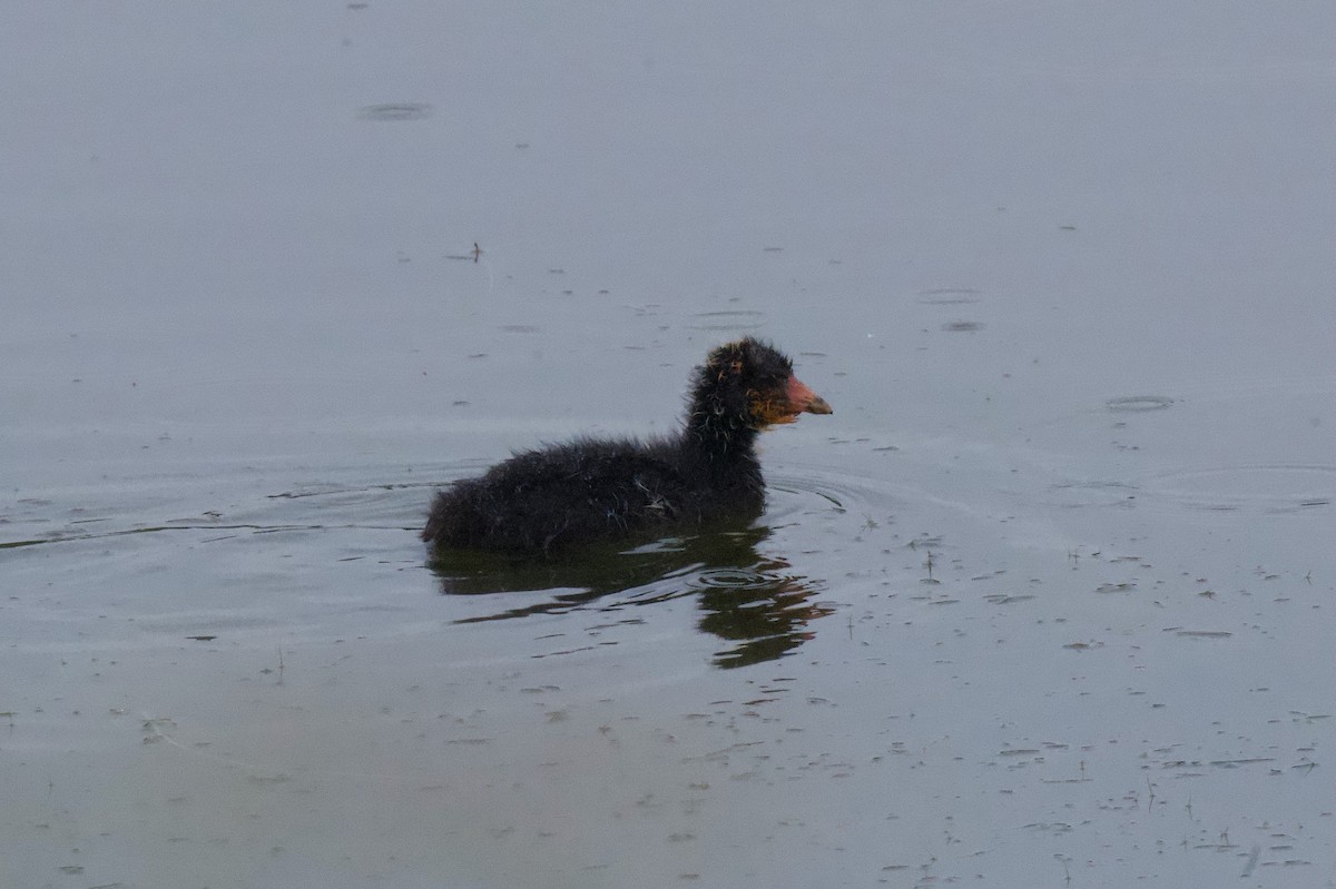 American Coot - ML638325637
