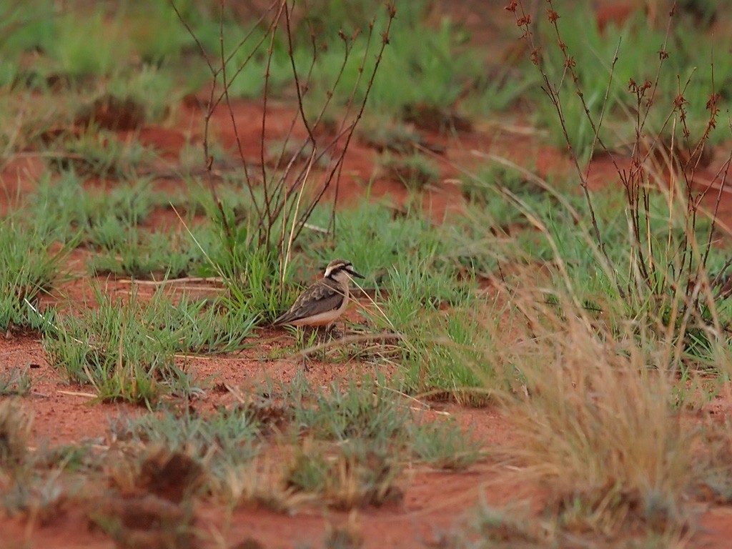Kittlitz's Plover - ML638325656