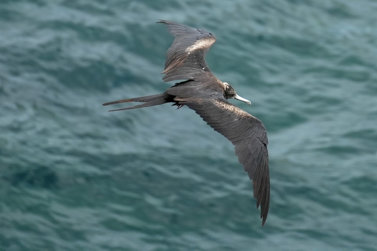 Great Frigatebird - ML638325659