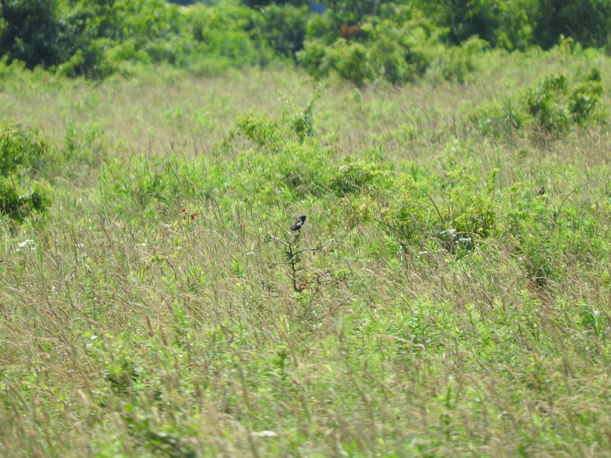 Lark Bunting - ML638325670