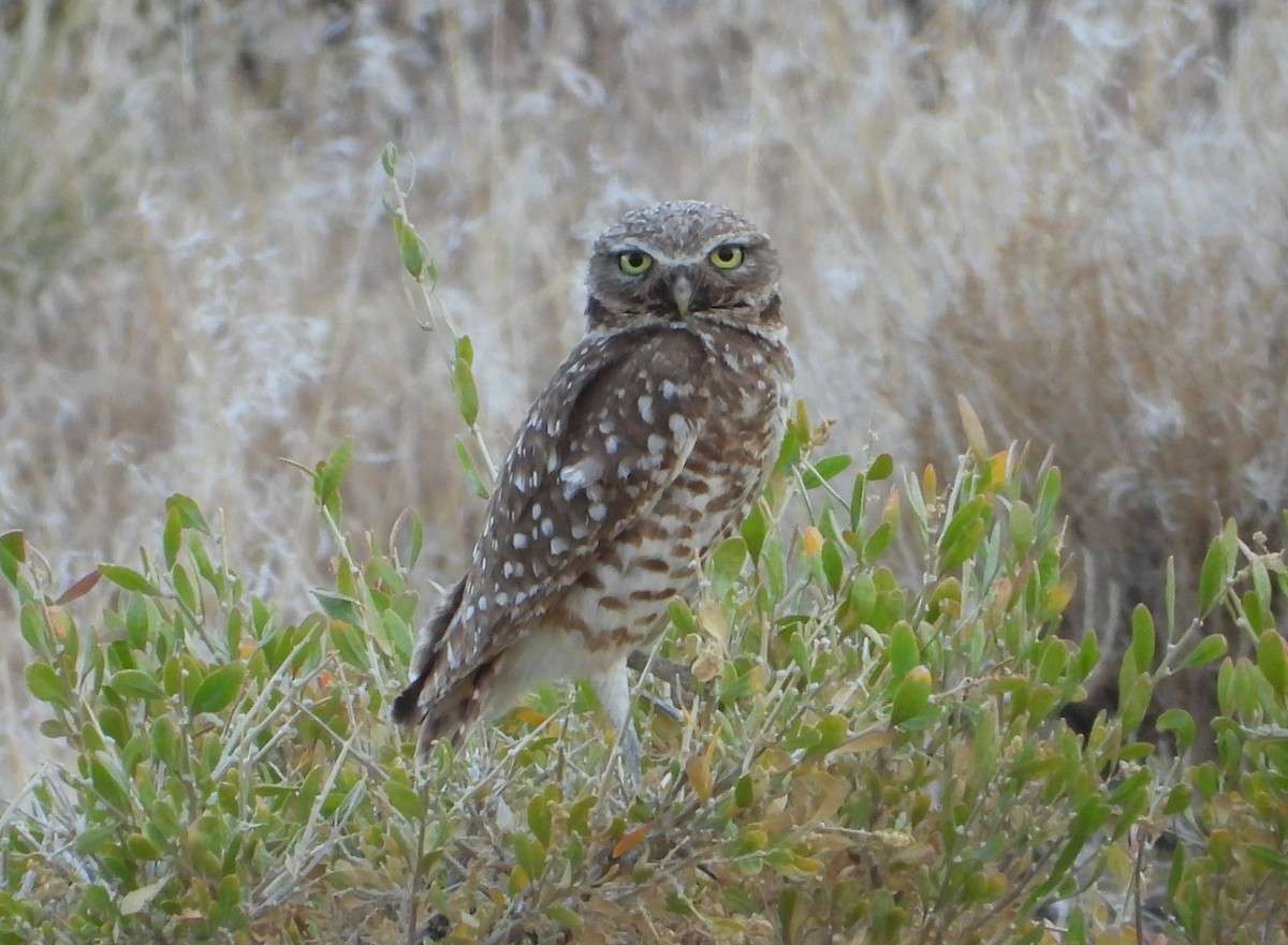 Burrowing Owl - ML638325680