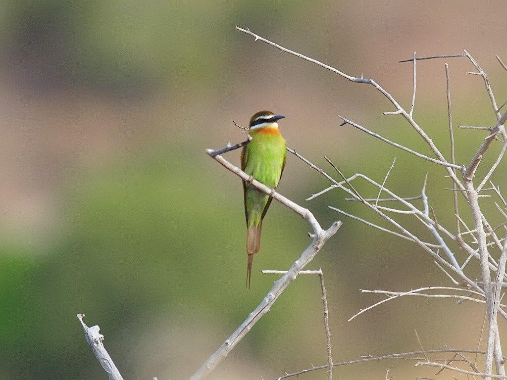 Olive Bee-eater - ML638325682