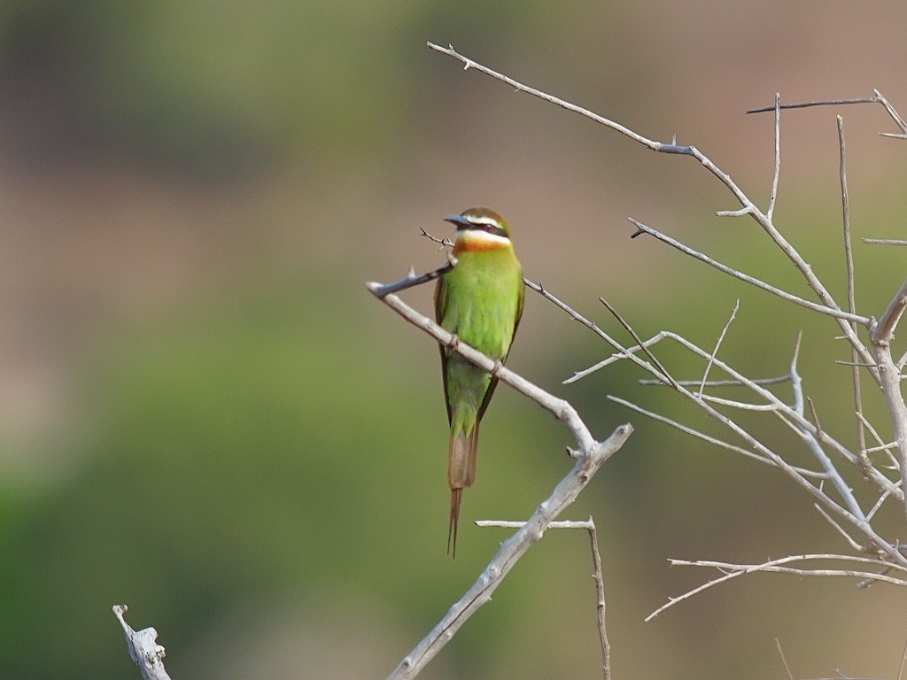 Olive Bee-eater - ML638325683