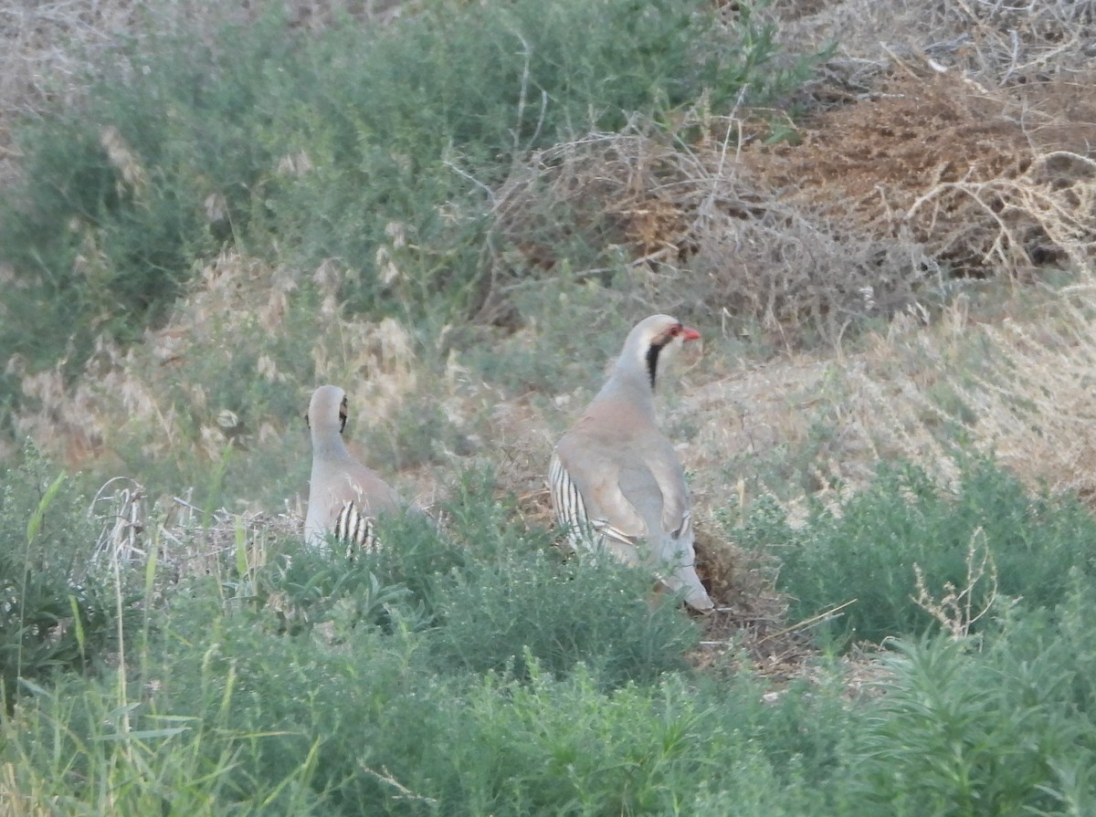 Хахилаг - ML638325685