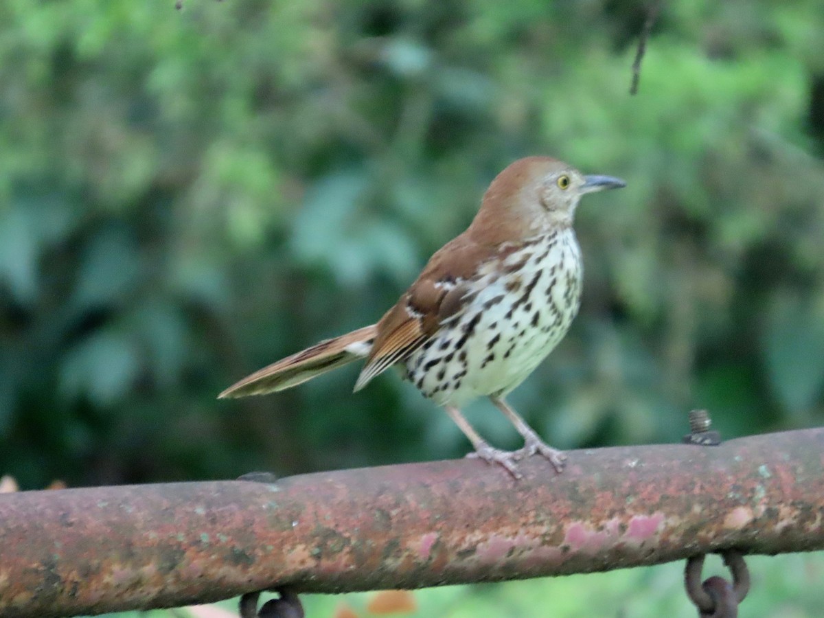 Brown Thrasher - ML638325687